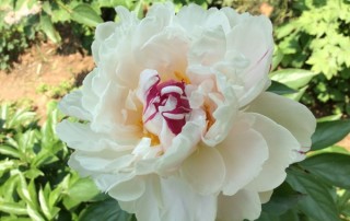 小红书:新奥门管家婆免费大全-芍药花什么时候开