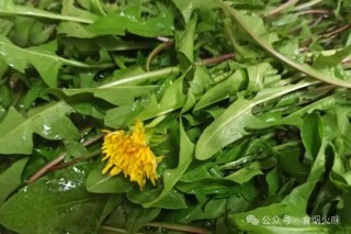 网易:新澳门精准资料期期精准-蒲公英根有什么功效