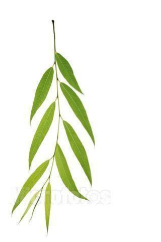 微博:新澳精选资料免费提供-柳叶怎么画