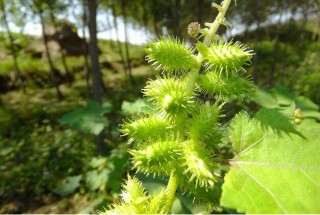 搜狐:管家婆2024年正版资料大全-苍耳靠什么传播种子