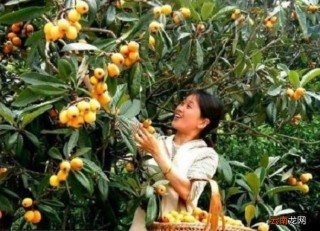 搜狗订阅:新奥资料免费精准-塘栖枇杷什么时候上市