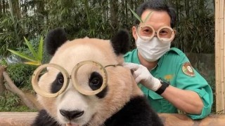 腾讯：澳门王中王100%期期中-大熊猫属于什么科