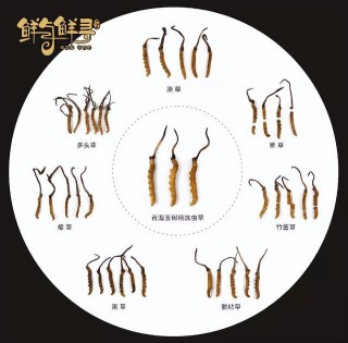 搜狐订阅：马会澳门正版资料查询-冬虫夏草是什么东西