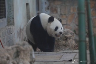 腾讯：2024年澳门一肖一码期期准-橄榄什么味道