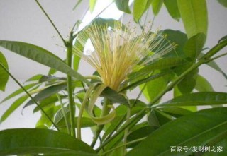 搜狐订阅：澳门王中王100%的资料2024-发财树开花是什么预兆