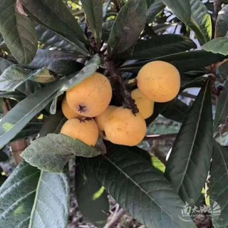 搜狗订阅:新奥资料免费精准-塘栖枇杷什么时候上市