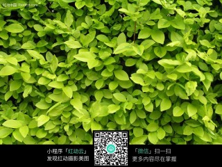 微博:2024澳门资料正版大全-树叶为什么是绿色的
