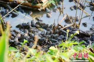 微博订阅:澳门2024正版资料王中王-暴雨致养殖户上千斤黑斑蛙被冲走