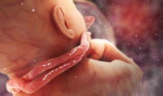 微博:管家婆2024年正版资料大全-孕囊小是什么原因