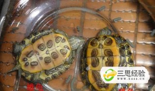 搜狗订阅:949494澳门网站资料免费查询-乌龟怎么分辨公母