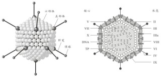百家号:澳门2024正版资料王中王-腺病毒是什么病毒
