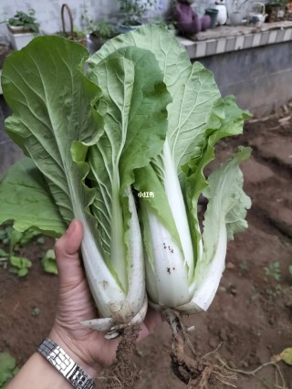 搜狐:白小姐一肖一码100正确-金不换是什么菜