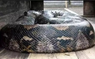 小红书:2024年香港正版内部资料-印尼一妇女被身长5米的蟒蛇吞吃