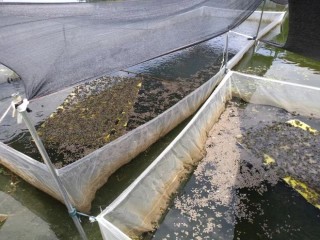 微博订阅:澳门2024正版资料王中王-暴雨致养殖户上千斤黑斑蛙被冲走