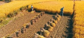 阿里巴巴:澳门资料大全免费澳门资料大全-蔷薇花怎么折