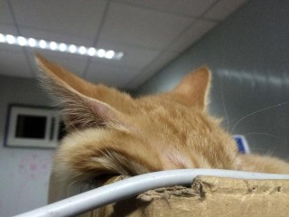 百度平台:今晚澳门开准确生肖12月4日-怎么判断猫的年龄