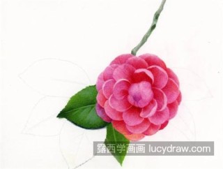 火山视频:新奥资料免费精准-山茶花怎么画