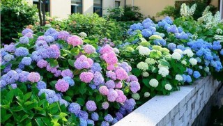 百度平台:澳门彩正版资料网站-绣球什么时候开花