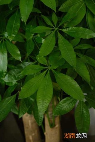搜狐订阅：澳门王中王100%的资料2024-发财树开花是什么预兆