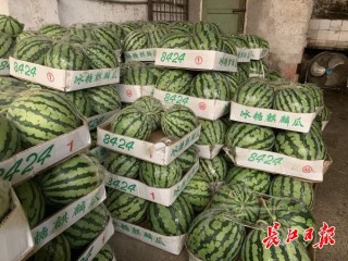 网易:黄大仙精准内部三肖三码-tl是什么