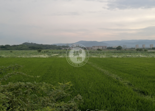 小红书:2024澳门今天晚上开什么号码-网传枣庄已耕种土地出现大面积塌陷