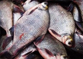 搜狗订阅:2024澳门金牛版正版资料大全免费-武昌鱼是什么鱼