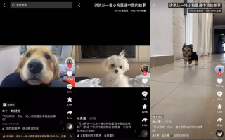 抖音视频:今期澳门三肖三码开一码-猫的天敌是什么动物