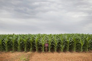 搜狐订阅：2024澳门资料免费大全-梨树什么时候开花
