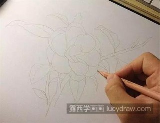 火山视频:新奥资料免费精准-山茶花怎么画