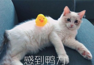 抖音视频:今期澳门三肖三码开一码-猫的天敌是什么动物