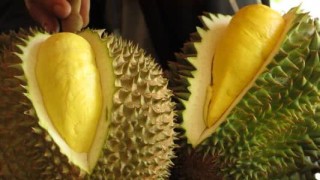 腾讯：2024年澳门特马今晚开码-怎么判断榴莲熟没熟