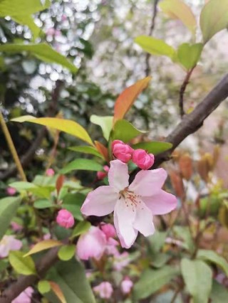 百家号:2024香港正版挂牌-海棠花什么时候开