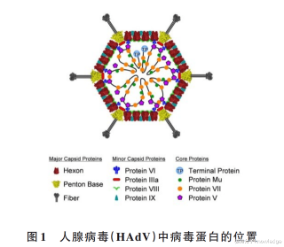 百家号:澳门2024正版资料王中王-腺病毒是什么病毒