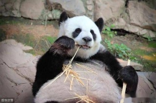微博:香港期期准资料大全免费-冰糖葫芦怎么画