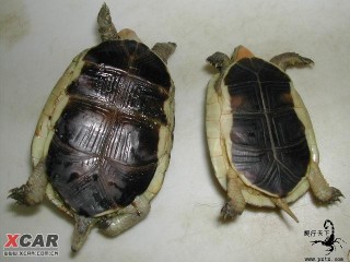 搜狗订阅:949494澳门网站资料免费查询-乌龟怎么分辨公母