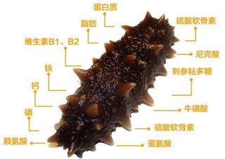 火山视频:澳门天天最准最快资料-怎么泡发干海参