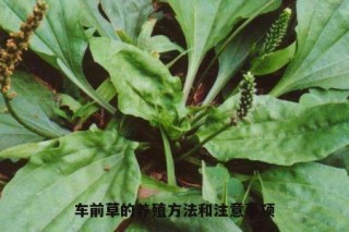 微博订阅:新澳精准资料免费提供-车前草能治什么病