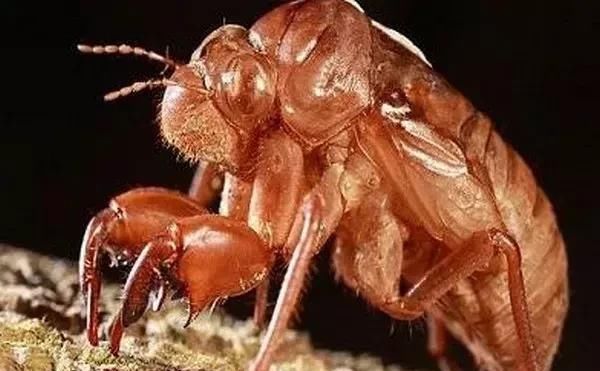 腾讯：新澳门资料大全正版资料4不像-知了吃什么食物  第2张