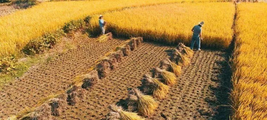 阿里巴巴:澳门资料大全免费澳门资料大全-蔷薇花怎么折  第2张