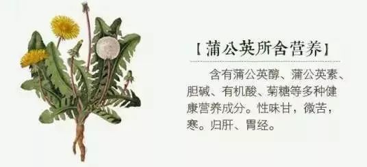 百家号:澳门资料大全免费澳门资料大全-蒲公英茶有什么作用  第1张
