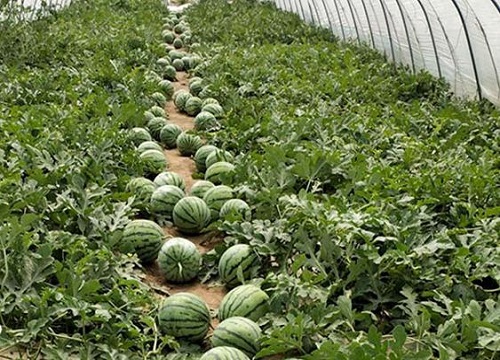 搜狐:4949退库-资料香港2024-西瓜用什么肥料最好  第1张