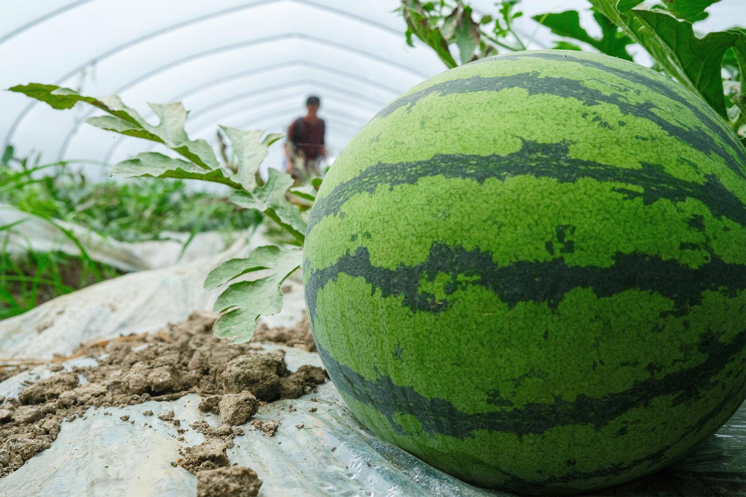 搜狐:4949退库-资料香港2024-西瓜用什么肥料最好  第3张