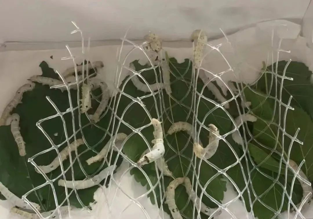 知乎：新澳资料最准的网站-蚕吐丝怎么搭架子图片  第2张