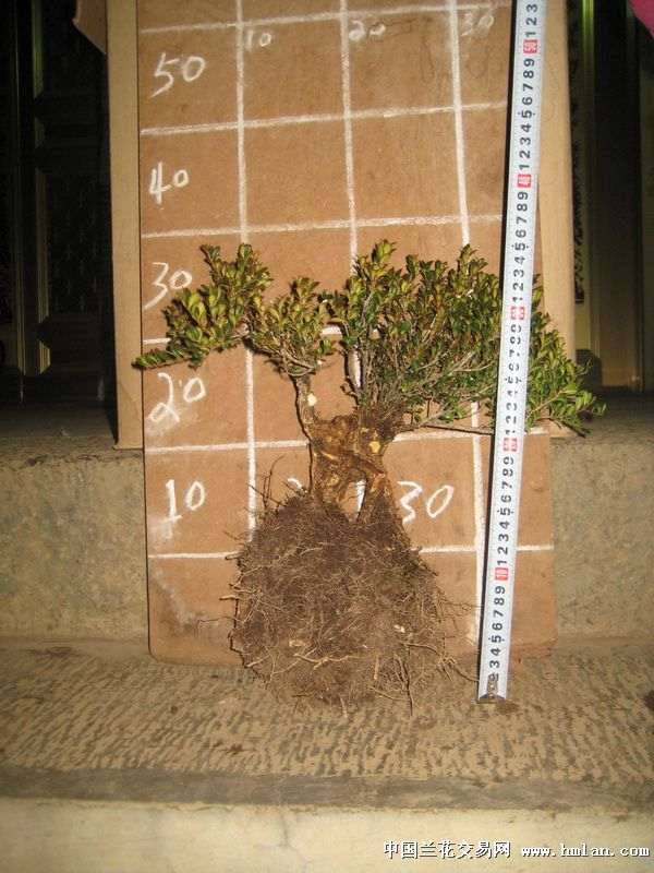 小红书:澳门精准一肖一码一必中一肖-丽江怎么去腾冲  第3张