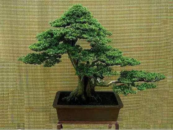 阿里巴巴:新澳资料免费精准-生桩和熟桩是什么意思  第2张