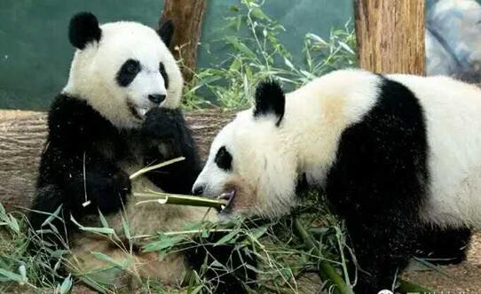 微博:新澳彩资料免费资料大全五行-大熊猫是哪个国家的  第2张