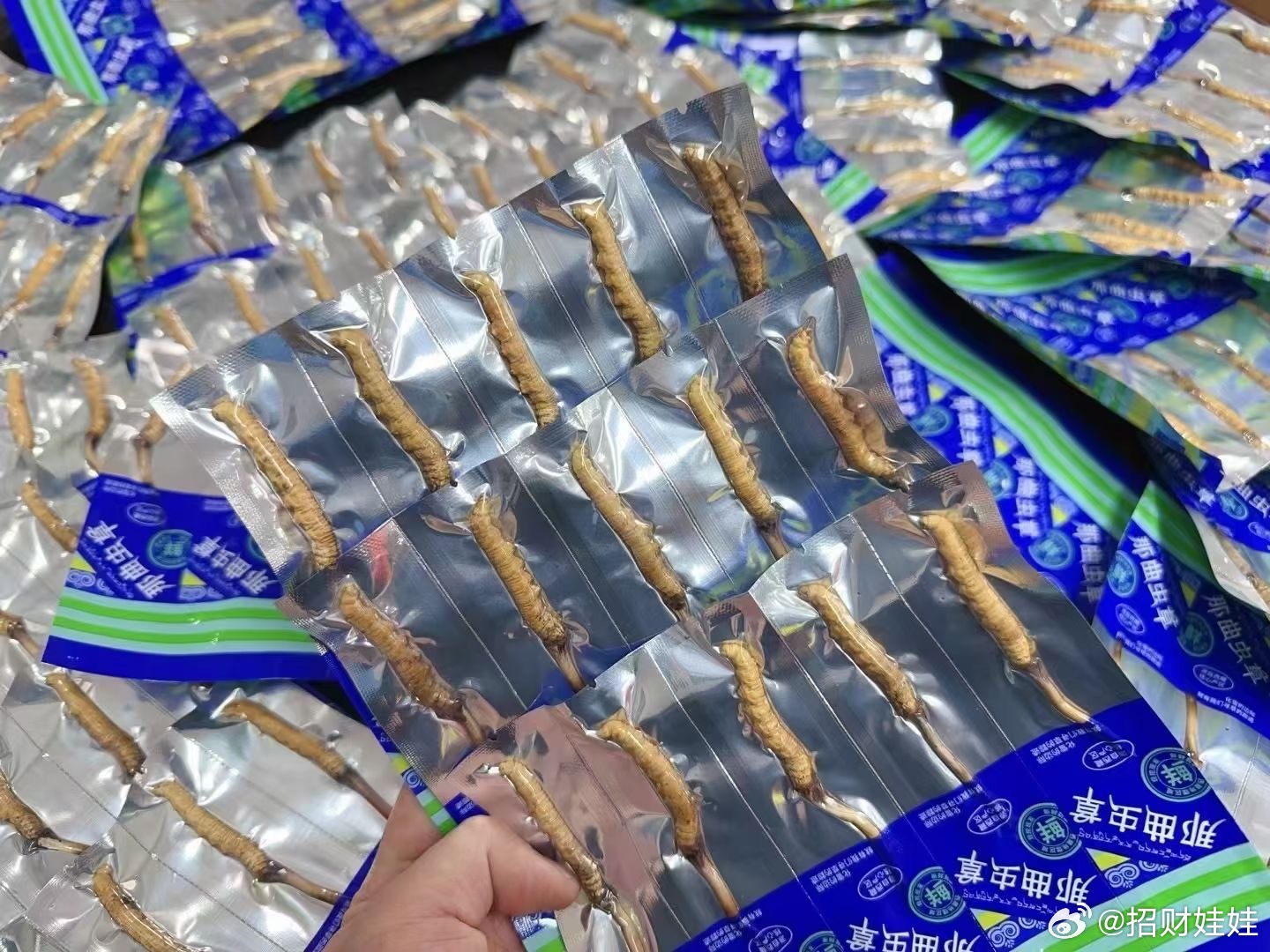 搜狗订阅:新奥六开彩资料2024在哪下载-虫草有什么作用与功效  第1张