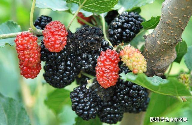 微博订阅:澳门正版资料大全免费网-桑葚是什么季节的水果  第3张