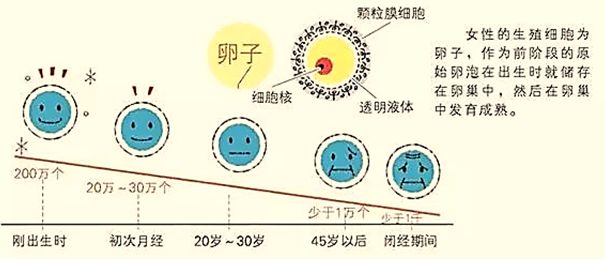 搜狐:新澳门一码一肖一特一中-卵泡是什么东西  第2张