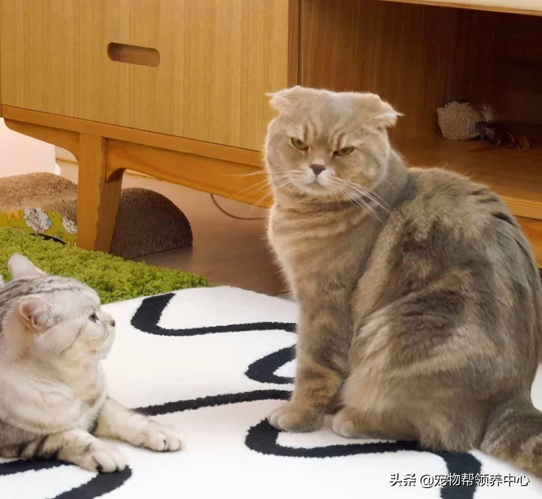 小红书:今晚澳门开准确生肖12月4日-猫哈气是什么意思  第1张